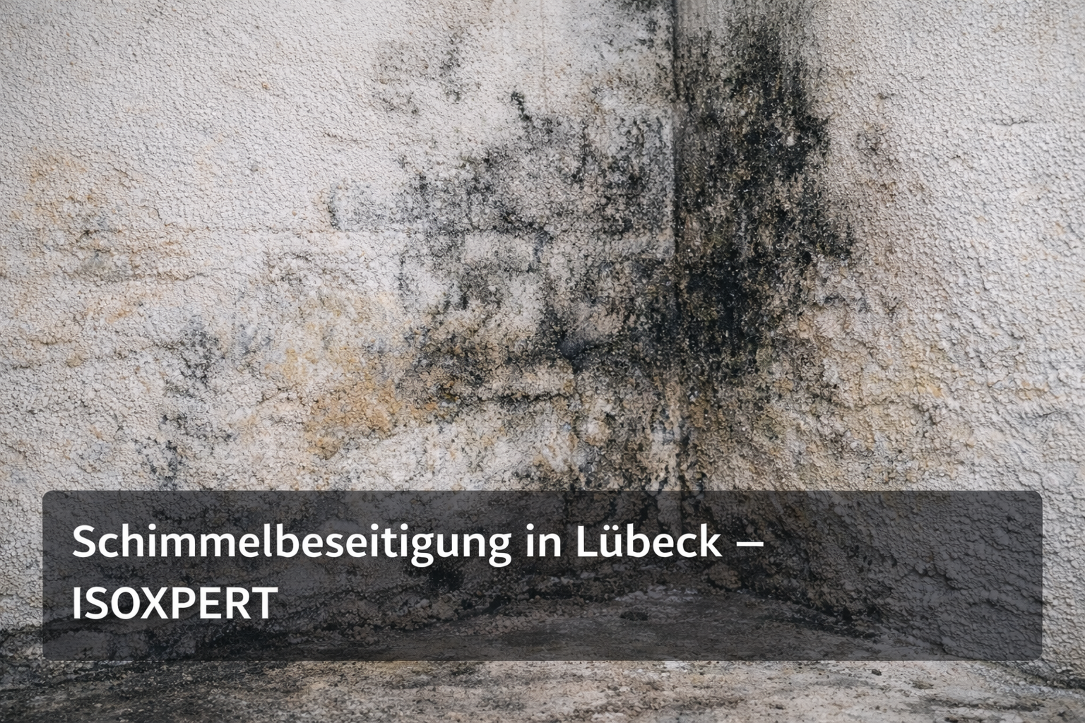 Schimmelbeseitigung Lübeck
